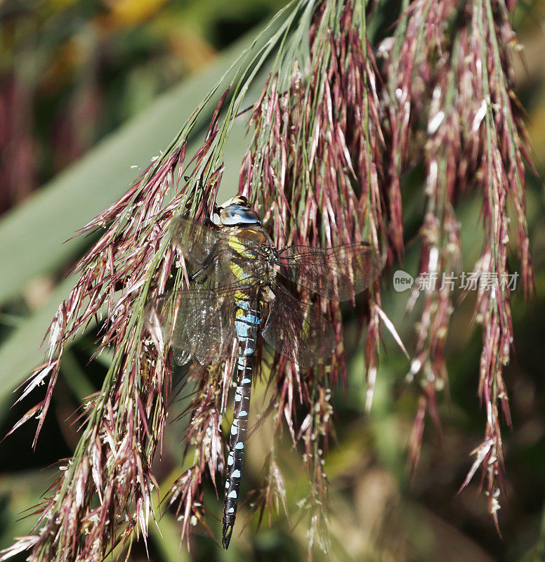 移徙小贩蜻蜓(Aeshna mixta)雄性